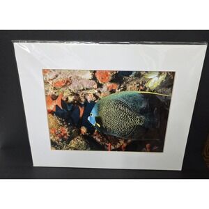 Jason Otte Matted Print Of French Angel Fish Measures 16x20 Underwater Sea Life